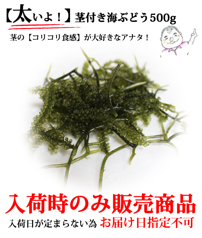 太いよ茎付き